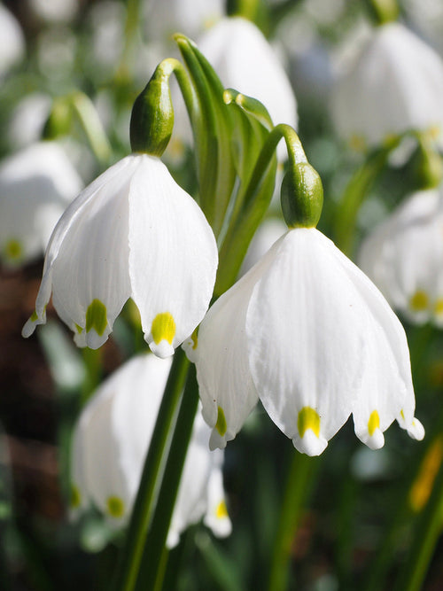 Leucojum Gravetye (Giant Snowflake)