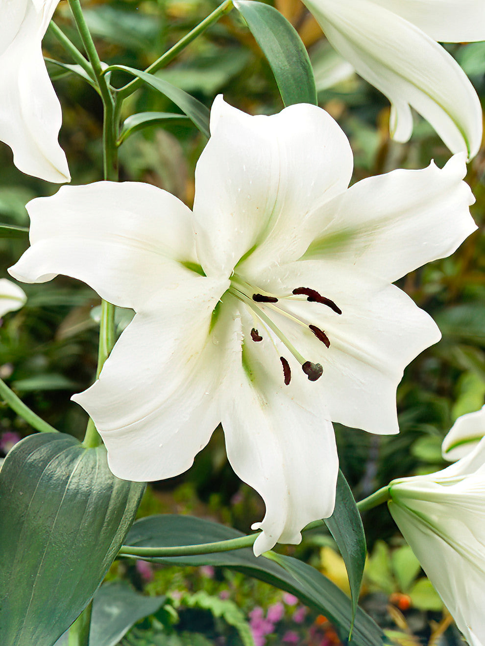 white lily bulbs Lily Pretty Woman