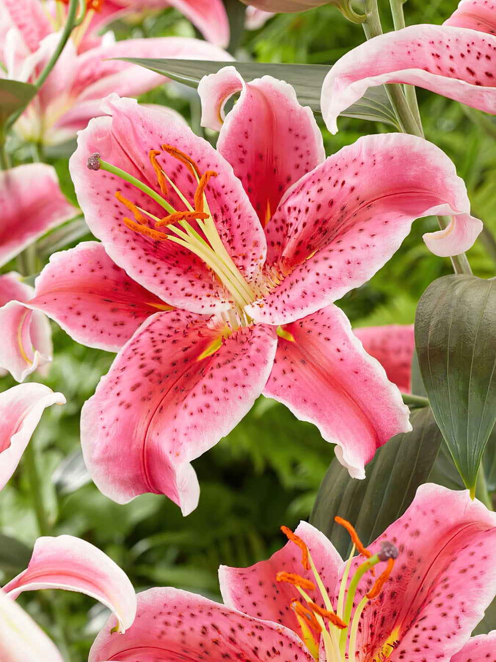 stargazer plant indoor Lily Stargazer