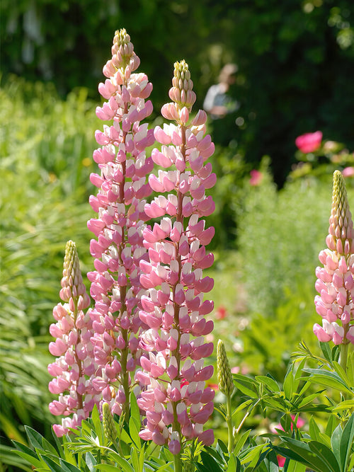 Lupin The Chatelaine Bare Roots