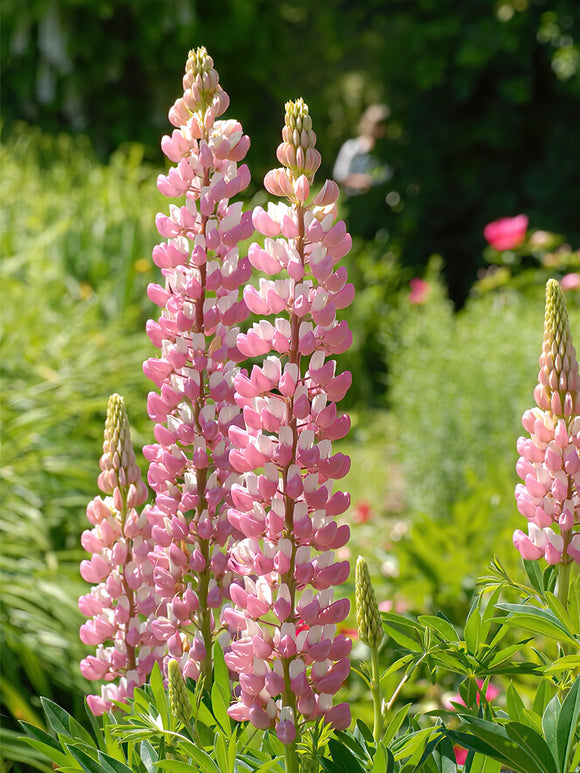 Lupin The Chatelaine Bare Roots