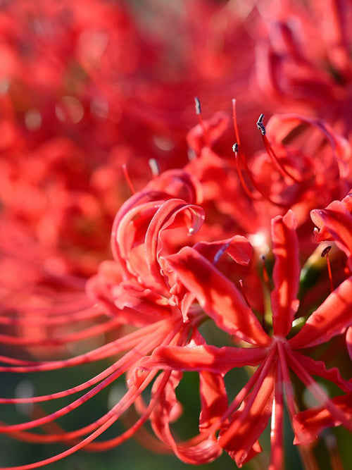Red spider Lily bulbs