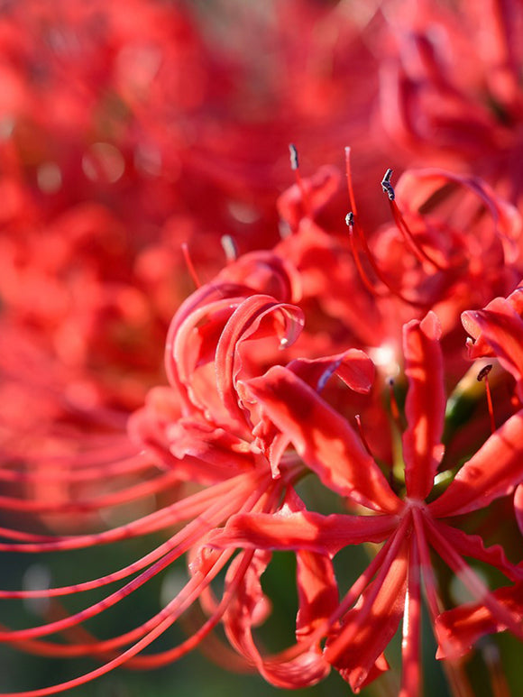 Red spider Lily bulbs