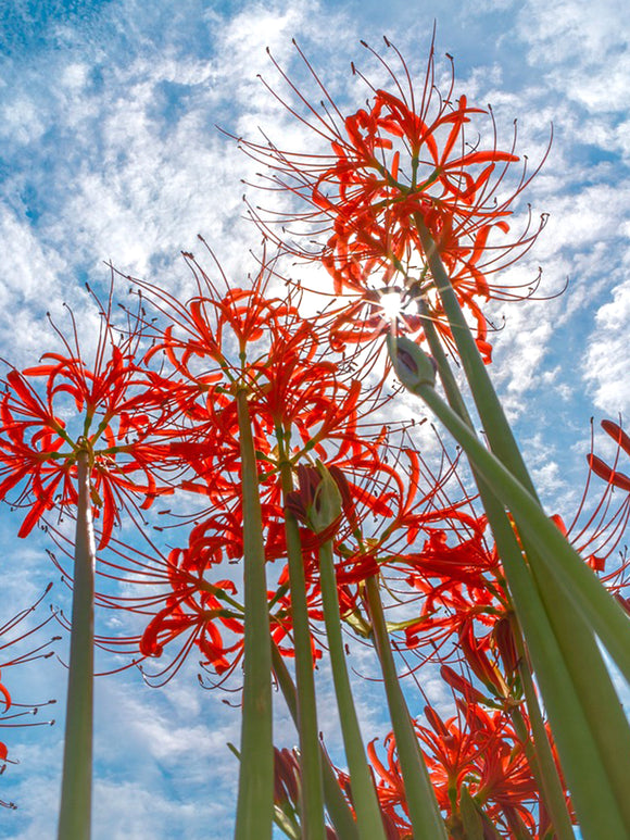 Top size Red spider Lily bulbs from Holland