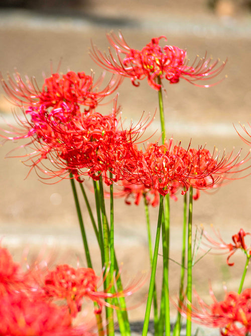 Top size Red spider Lily bulbs from Holland