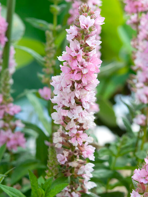 Lythrum Salicaria Blush (Purple loosestrife) Plants