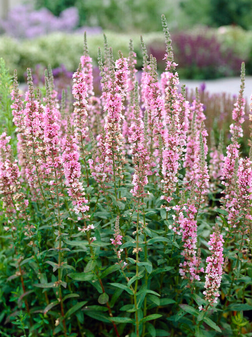 Lythrum Salicaria Blush (Purple loosestrife) Bare Root Plants