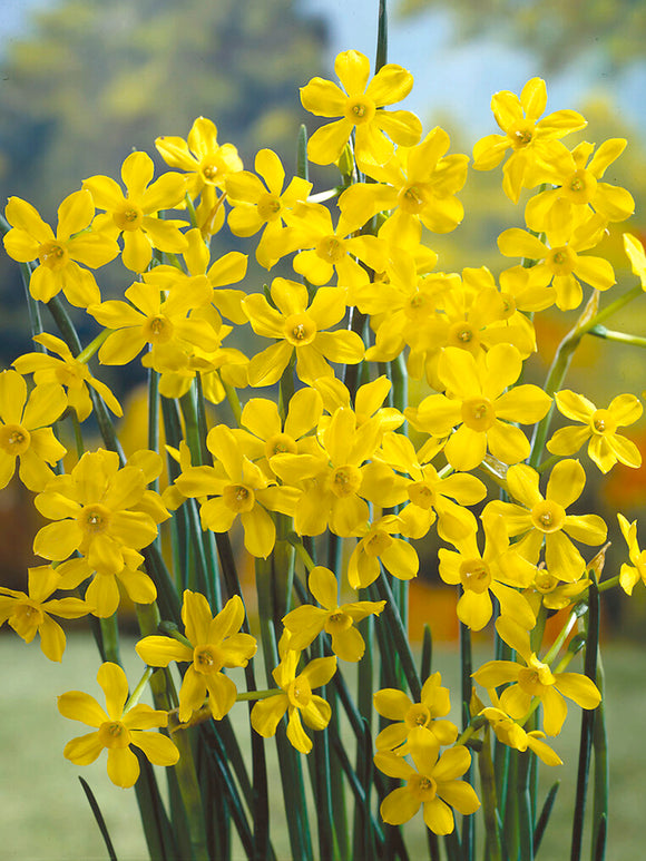 Mini daffodil baby moon