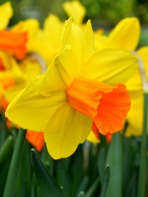 Buy Daffodil Bulbs Jetfire