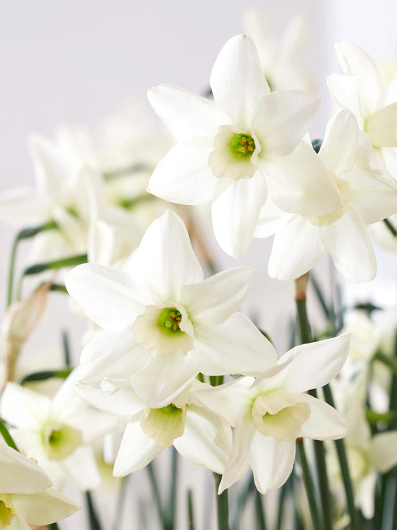 Mini Daffodil Polar Hunter green to ivory spring flower