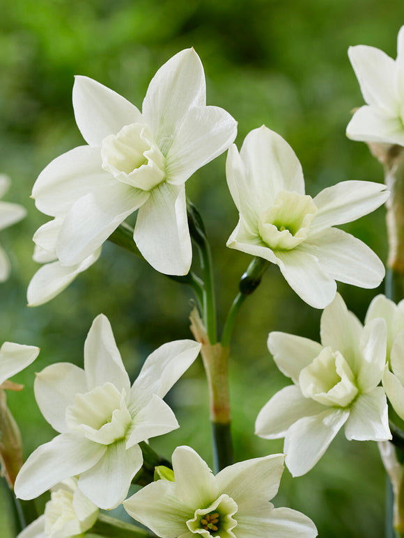 Narcissus Polar Hunter multi flowered daffodil