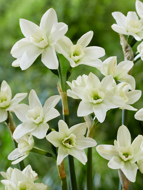 Polar Hunter mini daffodil pale green white blooms