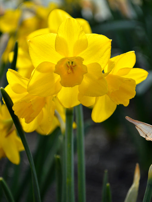 Mini Narcissus Quail