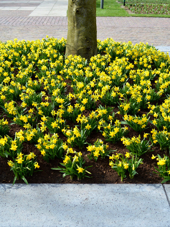 Mini Daffodil Bulbs Tete a Tete