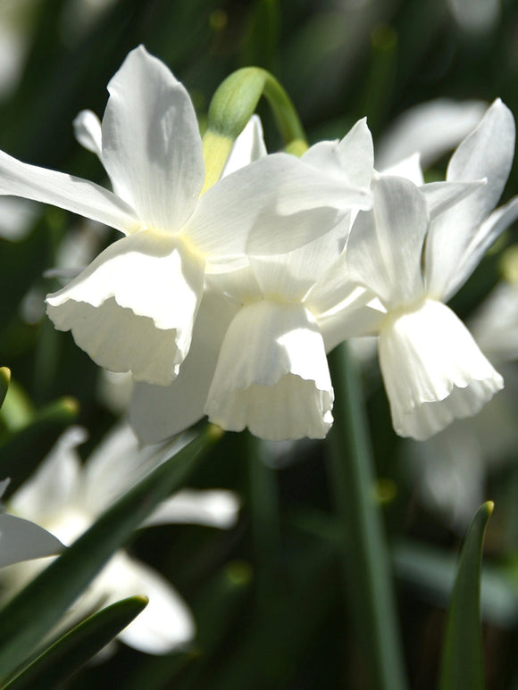 Mini Daffodil Narcissus Thalia White Fragrant Flowers