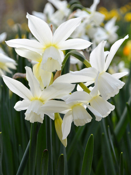 Daffodil Thalia