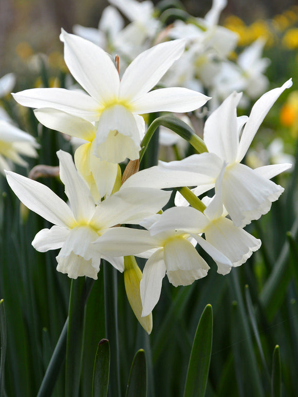 Daffodil Thalia