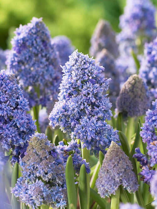 Muscari Fantasy Creation (Grape Hyacinth) bulbs for autumn planting