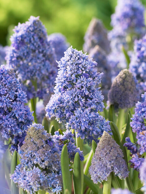 Muscari Fantasy Creation (Grape Hyacinth) bulbs for autumn planting