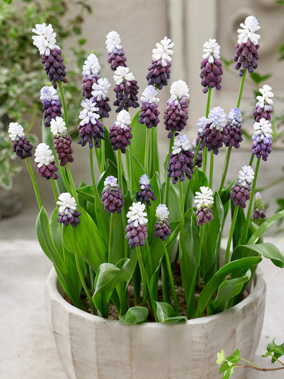 Muscari bulbs Grape Ice (Grape Hyacinth)