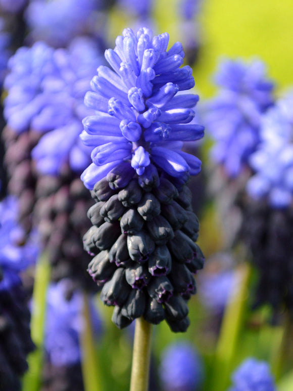 Muscari Latifolium Bulbs
