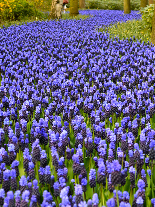 Muscari Latifolium Bulbs