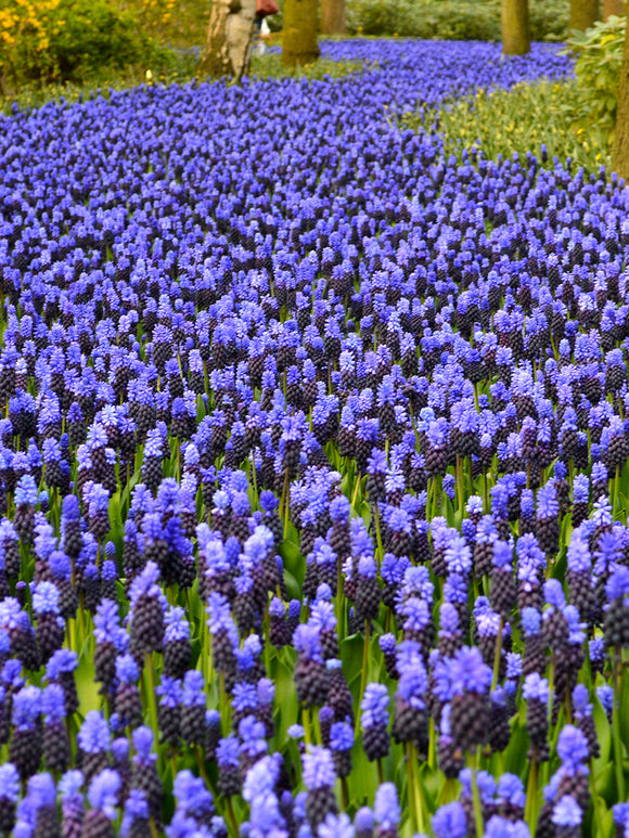 Muscari Latifolium Bulbs