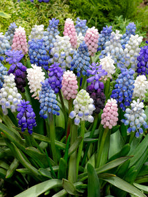 Muscari Magic Mix