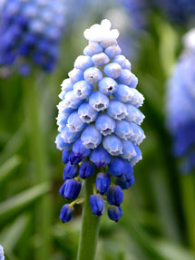 Muscari Mount Hood (Grape Hyacinth)