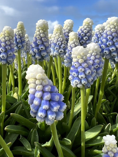 Buy Muscari Mountain Lady (Grape Hyacinth) Bulbs