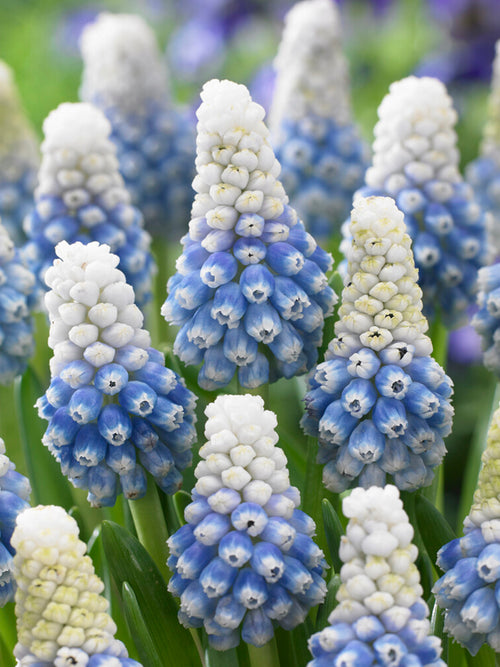 Muscari Mountain Lady (Grape Hyacinth)