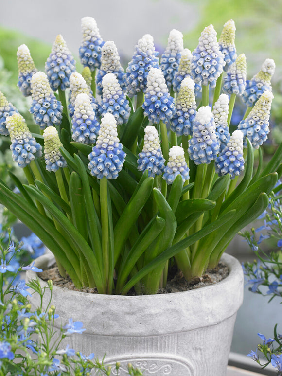 Muscari Mountain Lady (Grape Hyacinth) Bulbs for UK Delivery