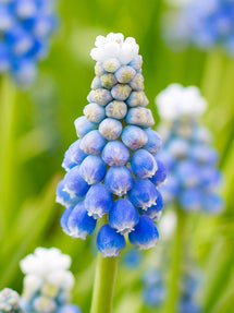 Muscari Ocean Magic (Grape Hyacinth)