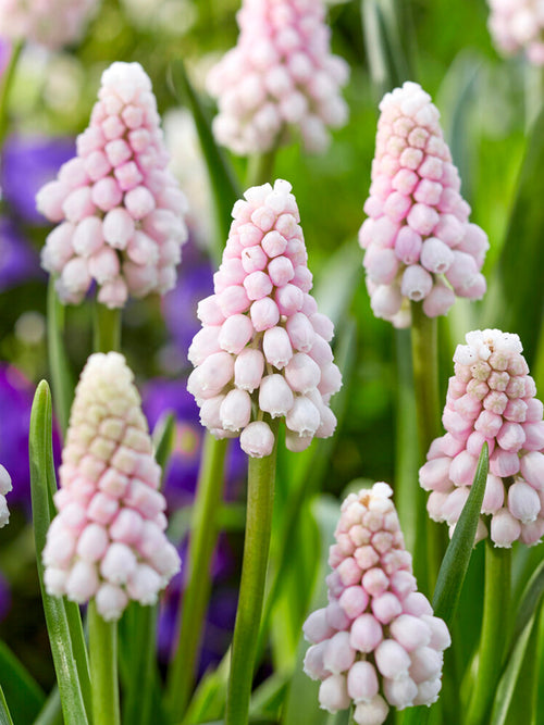 Pink Sunrise Muscari Flower Bulbs