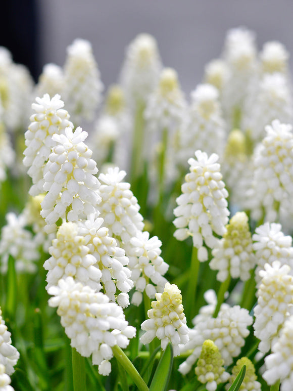 Muscari White Magic | DutchGrown™
