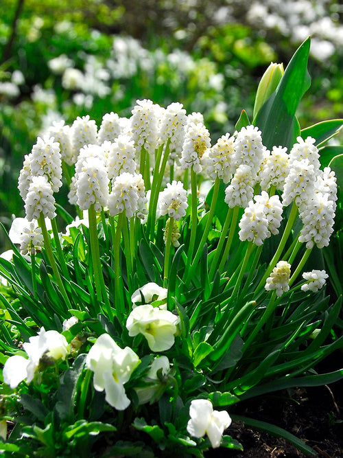Wholesale Muscari White bulbs | DutchGrown™