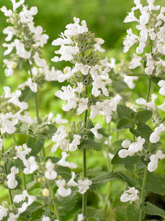 Nepeta Snowflake - Bare Roots Plants
