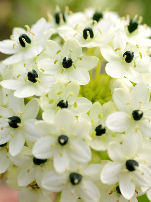 Ornithogalum Arabicum Bulbs UK