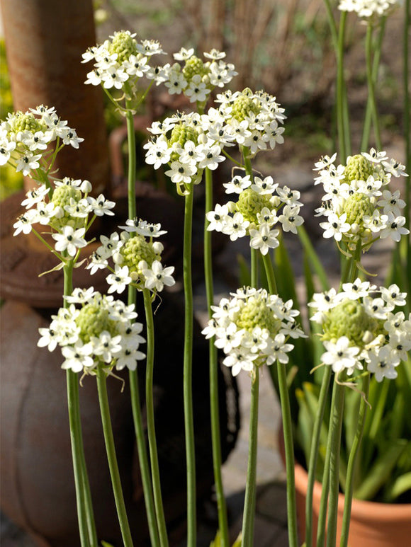 Ornithogalum Arabicum Bulbs