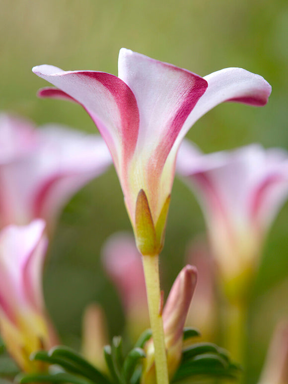Oxalis Autumn Pink Bulbs