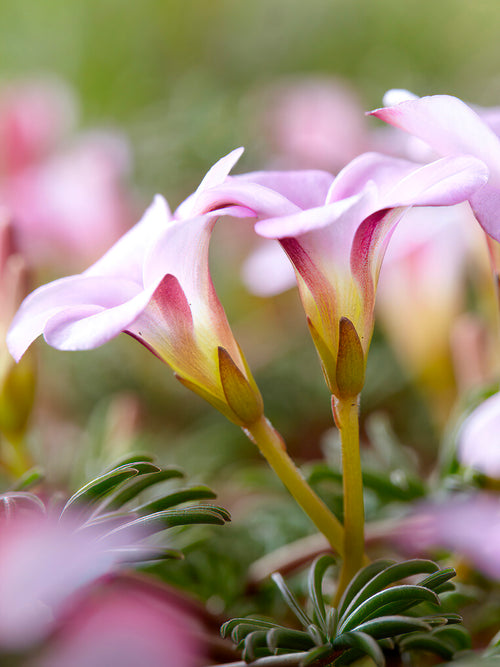 Oxalis flower bulbs Autumn Pink