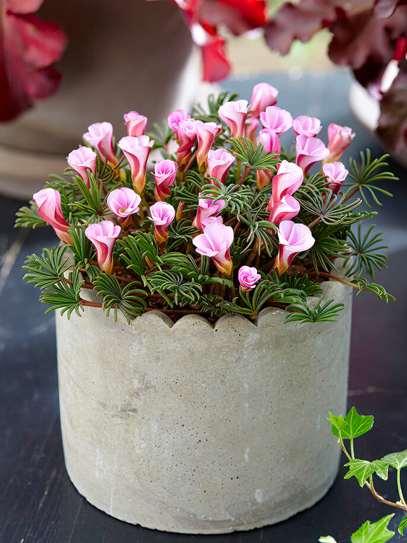 Candy Cane Sorrel Autumn Pink