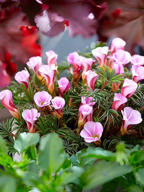 Cape Shamrock Bulbs Oxalis Autumn Pink