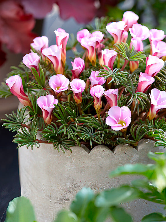 Cape Shamrock Oxalis Bulbs Autumn Pink