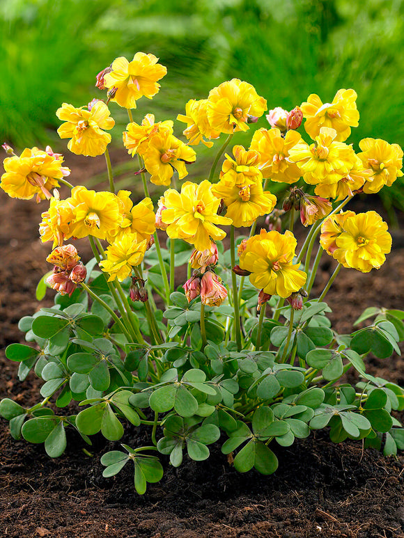 Oxalis Double Trouble Bulbs