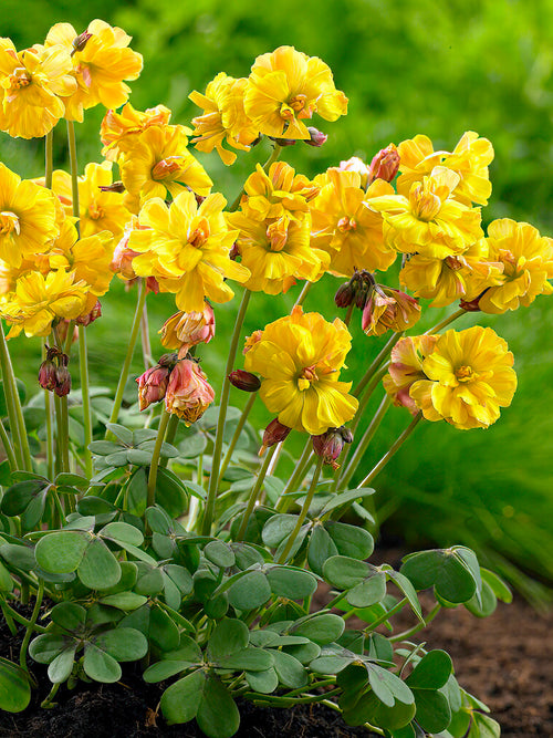 Oxalis bulbs double trouble