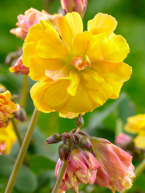 Oxalis Double Trouble