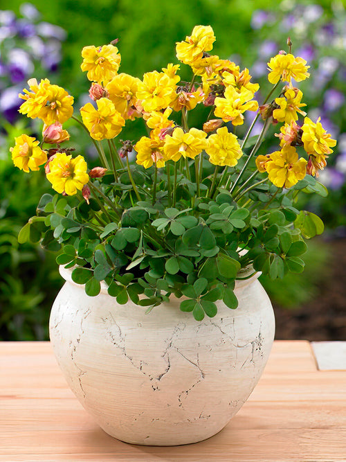 Cape Shamrock Double Trouble