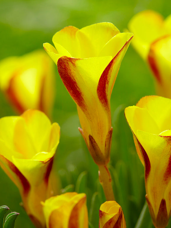 Oxalis Golden Cape Flower Bulbs
