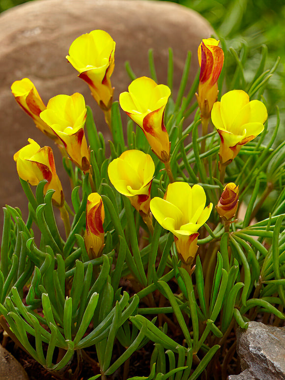 buy Oxalis Golden Cape bulbs